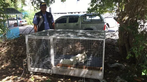 ชาวชะอำ ผวา เจอ น้องหมาติดเชื้อพิษสุนัขบ้าอีก ประกาศเขตโรคระบาดชั่วคราว