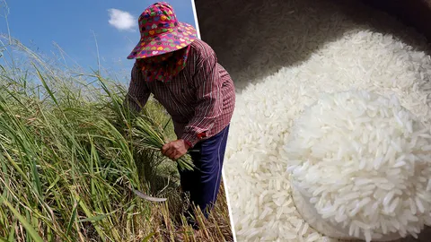 ข้าวหอมไทยพ่ายเขมร ผู้ส่งออกจี้รัฐเร่งพัฒนาข้าวสายพันธ์ุใหม่