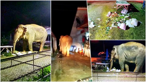 ไล่กลับป่าละอู พลายบุญมี บุกตลาดชุมชน มากินขยะทิ้งเรี่ยราด