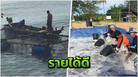 ชาวประมงบางสะพาน เฮ! 'แมงกะพรุนลอดช่อง' สร้างรายได้งาม 3 พันบาทต่อวัน 