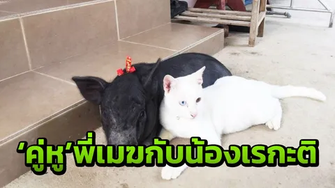 สุดน่ารัก! แม้ต่างสายพันธุ์ พี่แมวไปไหน น้องหมูแม้ว ขอตามไปด้วยนะ  