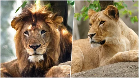 สวนสัตว์มะกันงงหนัก! สิงโตตัวเมียกัดคอตัวผู้จนขาดใจตายคากรง