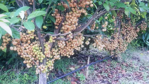 “มะไฟทองสยาม” ผู้ปลูกชอบใหญ่ดกหวาน