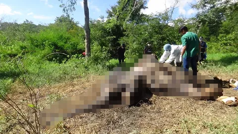 พบซากช้างป่าเพศเมียในเขต อช.กุยบุรี สัตวแพทย์ชันสูตร ชี้ตายตามธรรมชาติ