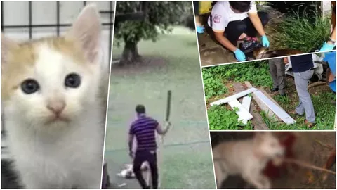 คนฆ่าแมว-หมา อาจไม่ใช่โรคจิต อยู่ที่มโนธรรม รู้ผิดชอบชั่วดี!!