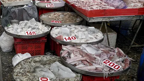 ลุ้นห้ามนำเข้าปลาหมึก