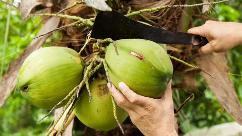 “พาณิชย์” ชงครม.คุมนำเข้ามะพร้าว 