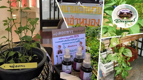 หนานเฉาเหว่ยฤทธิ์ร้าย ระวัง!ป่าช้าจะไม่เหงา