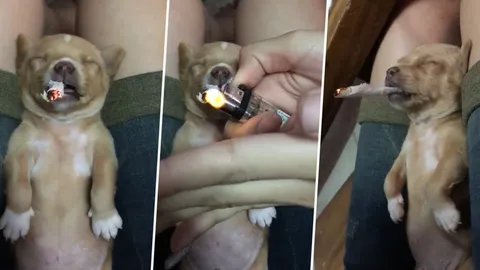 ขุดอีก! พบคลิปเจ้าของร้านดัง จุดไฟเผามวนกระดาษเสียบปากลูกหมาหลับ