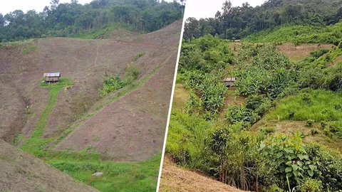 ปีเดียวสำเร็จ พลิกผืนป่า บนเขาหัวโล้น