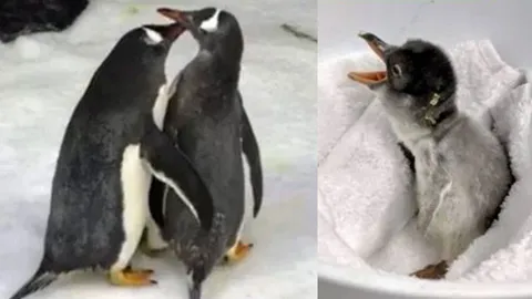 คู่นกเพนกวิน "เกย์" ก็มีลูกได้