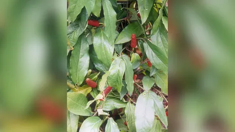 “ดีปลี” กับคุณค่าน่ารู้