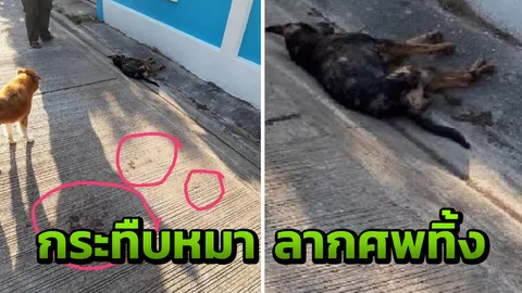 อดีตตำรวจใจโหด! กระทืบหมาจรจัด ดิ้นชักตาย คาฝ่าเท้า