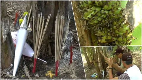 คอหวยส่องหา เลขเด็ดต้นกล้วยประหลาด หวังรวยๆ งวดนี้