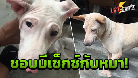 นี่หรือมนุษย์! ย้อนคดีกามวิตถาร 'คนข่มขืนหมา' สู่แก๊งลับ 'โบโบ้'