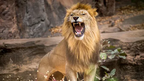 ราชสีห์กับเขียดน้อย