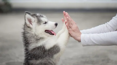 ทลายกลุ่มชำเราสุนัข