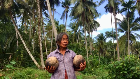 ชาวสวนมะพร้าวสุราษฎร์ฯ ทุกข์หนักหลังราคาตกรูด หยุดเก็บขายมาครึ่งปี