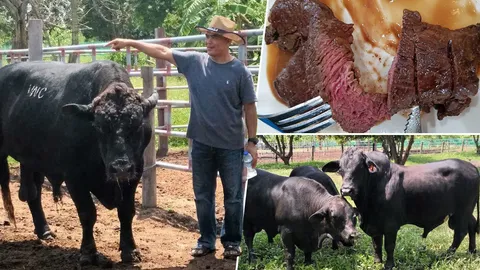 "แบรงกัส" ลูกผสมสู้ร้อนทนหนาว