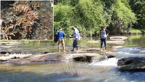 ดอกศิลาวารี พันธุ์หายากแห่งคลองชมพู โผล่ผิวน้ำอวดโฉมแล้วที่พิษณุโลก