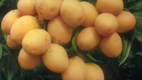 “มะปรางหวานศรีสุภา” เก็บผลกินและขายคุ้ม