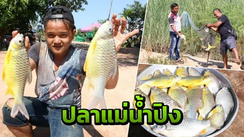 ในน้ำมีปลา เรื่องจริงที่กำแพงเพชร ทอดแหครั้งเดียว ได้10กก. 