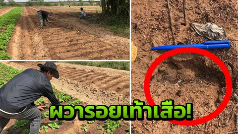 ผวาหนัก! พบรอยเท้าเสือ ชาวบ้านขวัญกระเจิง เตรียมแจ้ง จนท.ตรวจสอบ 