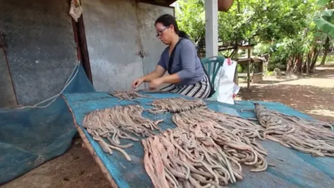 ชาวบ้านตาลนครพนมหันมาเลี้ยงไส้เดือนตากแห้งขายเมืองจีน ทำเงินได้อื้อ