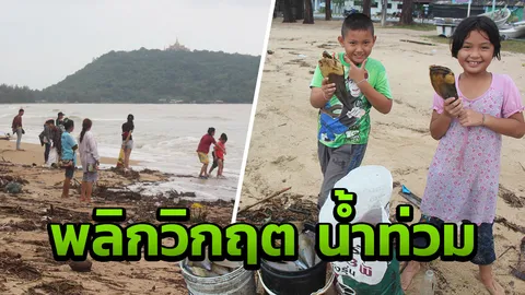 แห่เก็บหอยจอบ หลังคลื่นซัดเกยหาดบ้านกรูด สร้างรายได้เป็นกอบเป็นกำ