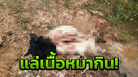 เจ้าของสะเทือนใจ สุนัขถูกถลกหนังแล่เนื้อกิน คนฆ่าป่วยจิตแฉมีคนช่วยชำแหละ