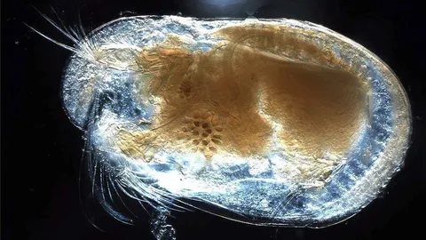 หลักฐานแสดงระบบหายใจ ในสิ่งมีชีวิตหายาก