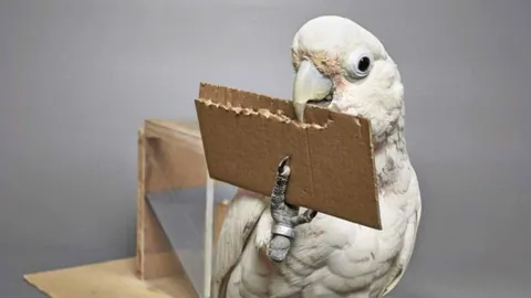 นกกระตั้ว สามารถสร้างอุปกรณ์เพื่อเข้าถึงอาหาร