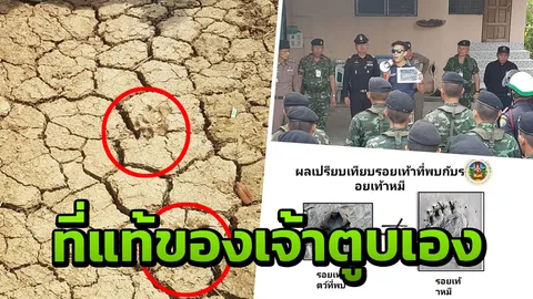  เฉลยแล้ว! รอยเท้าสัตว์ปริศนาคลองสามวา ของหมาไม่ใช่หมี (คลิป)