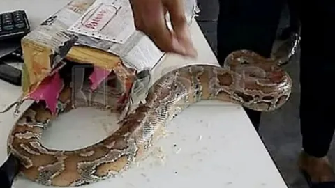 พนง.ไปรษณีย์สุดสยอง คนใจร้าย จับงูหลามเป็นๆ ยัดกล่องพัสดุส่ง EMS 