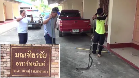 ดูไม่มีอะไรแต่มี งูสิงห์คลั่ง บุกอพาร์ตเมนต์เมืองอ่างทอง รับวันหวยออก