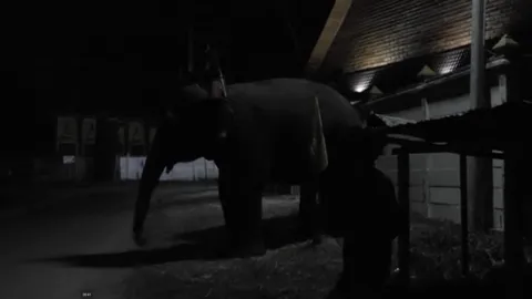 เศร้า! ช้างตกมัน เหยียบควาญ วัย 60 ดับอนาถ ที่มหาสารคาม คางานกฐิน 