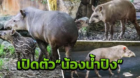 เชียงใหม่ไนท์ซาฟารี เปิดตัว "น้ำปิง "ลูกสมเสร็จบราซิล" รับลอยกระทง 