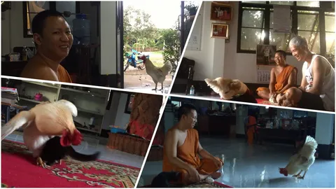 แสนน่ารัก! พระเลี้ยง"ไก่แก้ว แมว สุนัข" เพื่อนรักต่างสายพันธุ์  