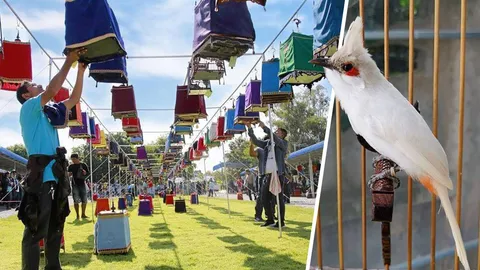 นกกรงหัวจุกแฟนซี ทำดีๆ มีตัวละแสน