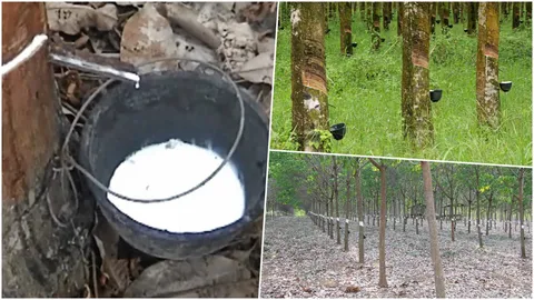 มาอีกมาตรการ ครม. ช่วยชาวสวนยางราคาตก จ่ายไร่ละ 1,800