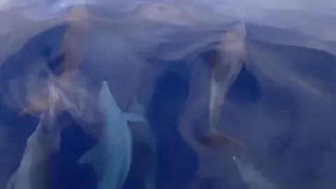 ตื่นตาโลมาปากขวดฝูงใหญ่กว่า 40 ตัว ว่ายน้ำเล่นในทะเลเขต อช.เกาะลันตา