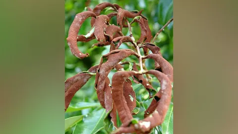 สวนลิ้นจี่ระวังไรกำมะหยี่