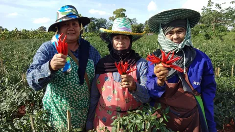 หนาวแน่! เกษตรกรพบพระสะท้าน ราคาพริกดิ่งเหวมากสุดในรอบ 20 ปี