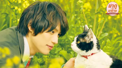 มาดูกับมาดาม: “The Travelling Cat Chronicles” หนังที่จะทำให้ทาสแมวหัวใจละลาย