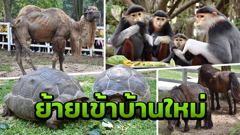 ร่าเริงทุกตัว! 4 ดาวเด่นจากสวนสัตว์เขาดิน ถึงบ้านใหม่แล้วที่ "เขาเขียว"