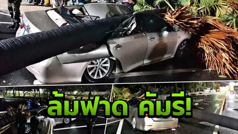 ต้นตาล100ปีที่สัตหีบ เจอลมฝนต้นหนาว พัดล้มทับคัมรี พังยับ 