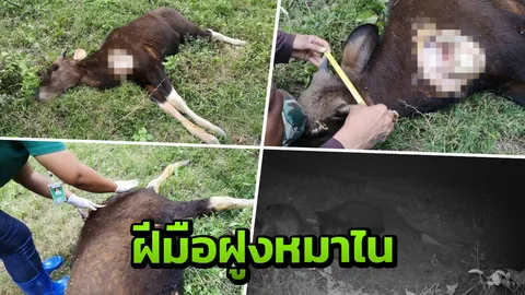 เศร้า พบซากกระทิงถูกแทะในแก่งกระจาน คาดฝีมือฝูงสุนัขป่า ล่าเหยื่อ