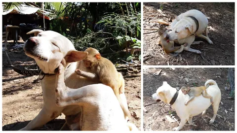 น่ารักมาก! หมาฮิปปี้-ลิงบุญหลง สองคู่ซี้เมืองเลย ขอเป็นเพื่อนกันตลอดไป