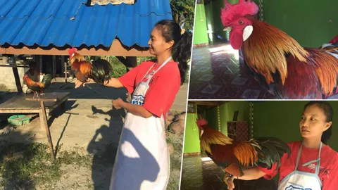 เลี้ยงไก่แจ้ "แข่งขัน" เผยโฉม ไอ้หูขาว ค่าตัวครึ่งหมื่น! 