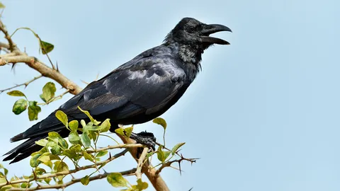 กาเอ๋ย กาดำ